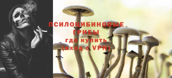прущие грибы Новозыбков